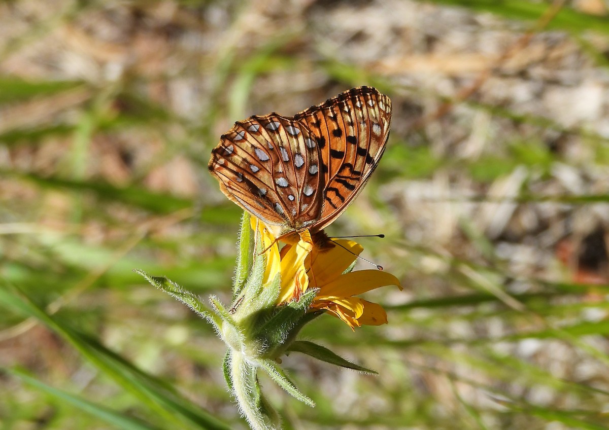 Insects - ML638558805