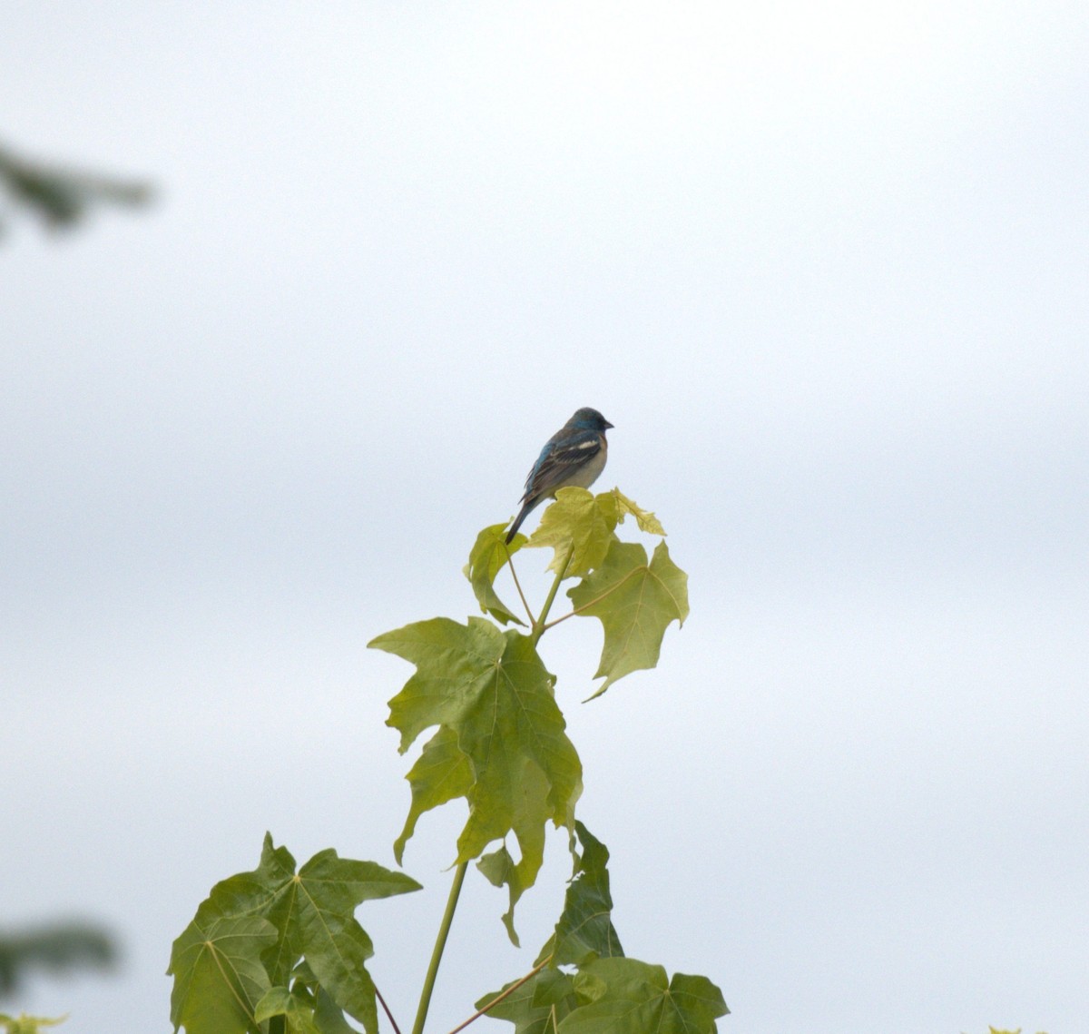 Lazuli Bunting - ML638558807