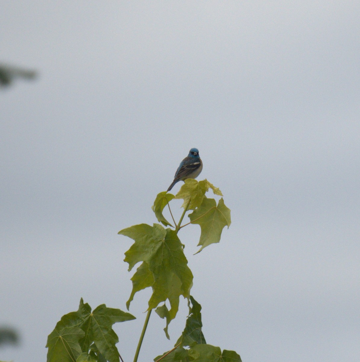 Lazuli Bunting - ML638558808