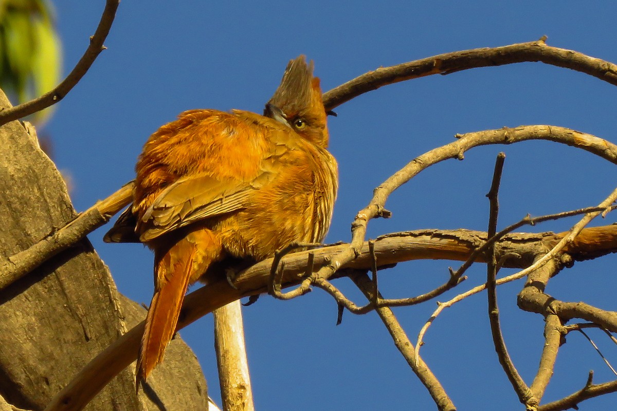 Brown Cacholote - ML638558851