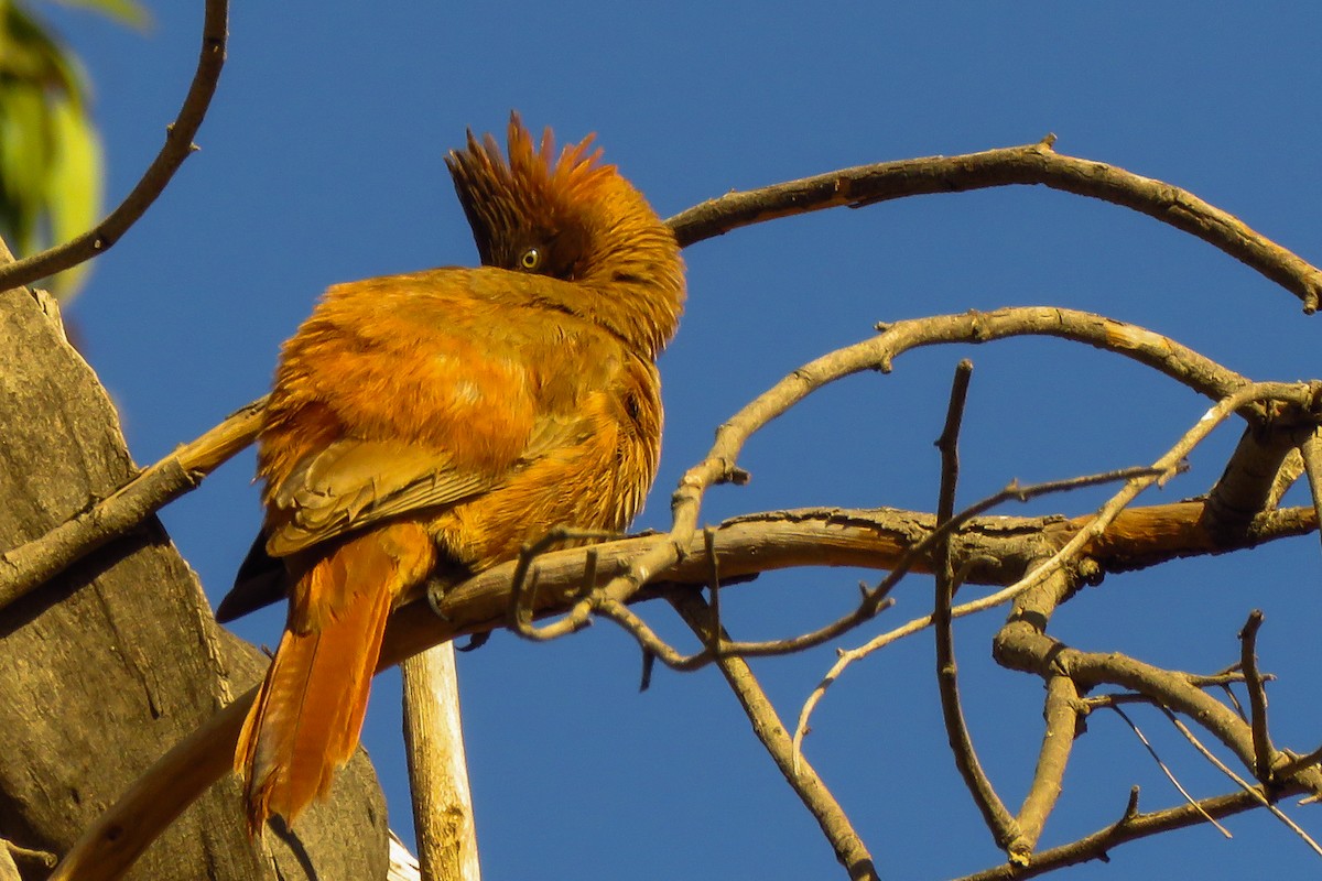 Brown Cacholote - ML638558852