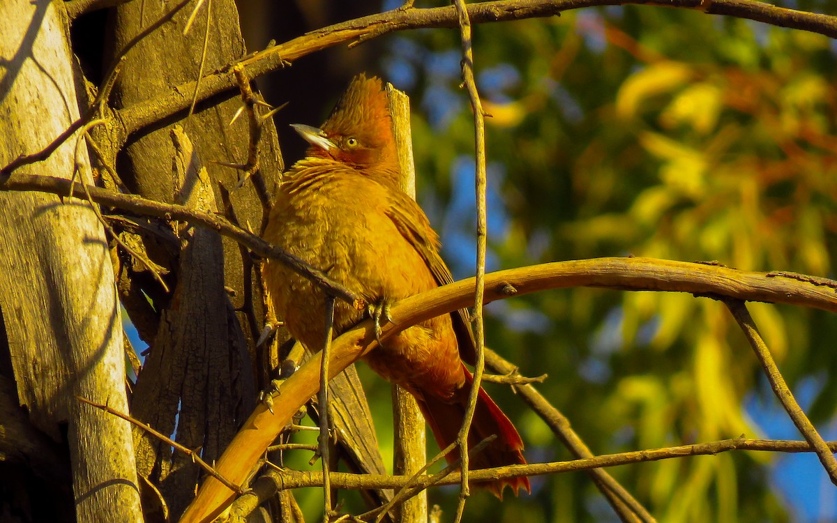 Brown Cacholote - ML638558853