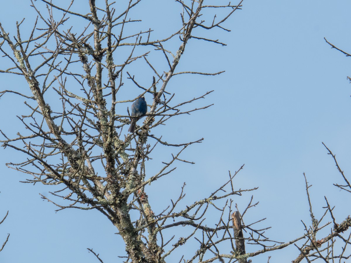 Indigo Bunting - ML638558869