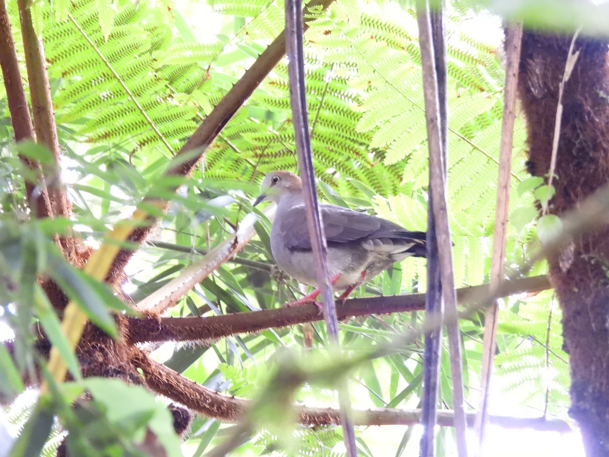 Gray-chested Dove - ML638558872