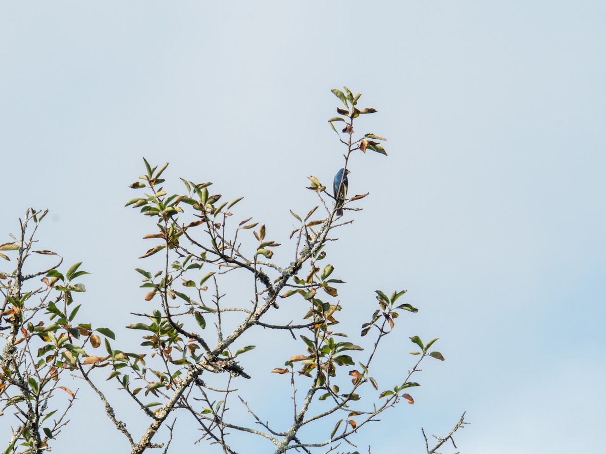Indigo Bunting - ML638558884