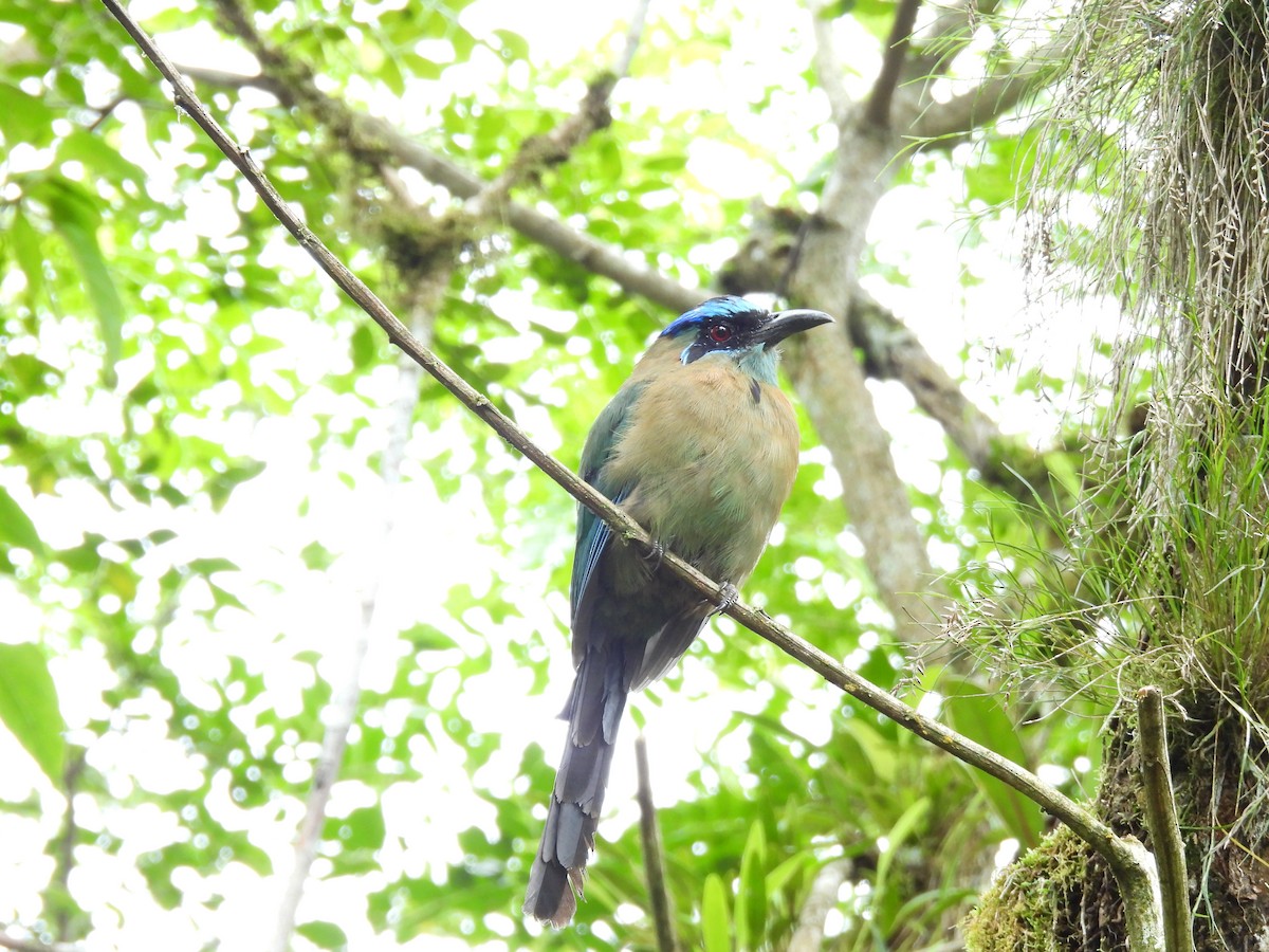 Lesson's Motmot - ML638558897
