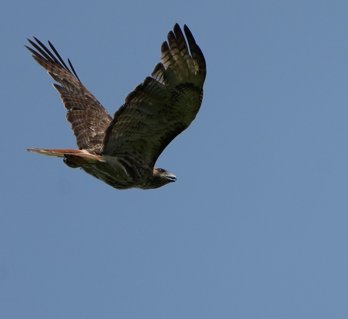 Red-tailed Hawk - ML638558899