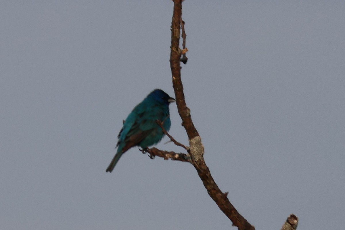 Indigo Bunting - ML638558907