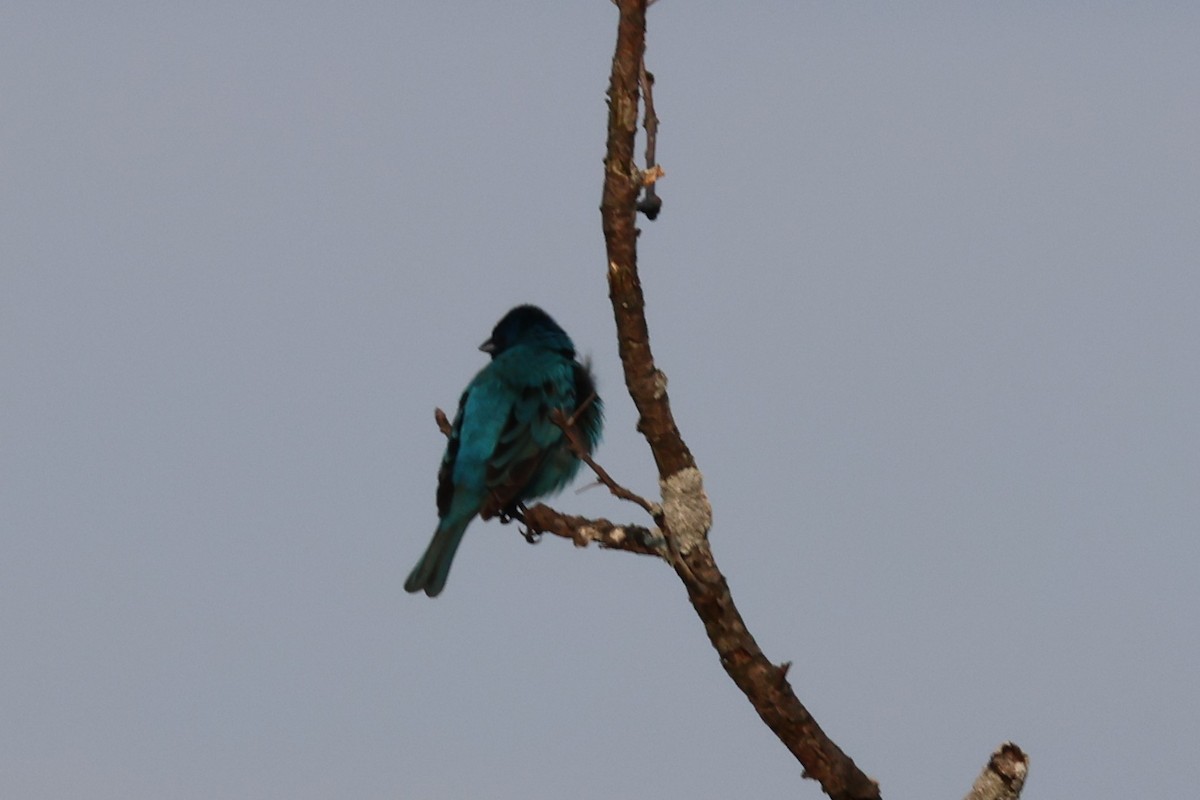 Indigo Bunting - ML638558910