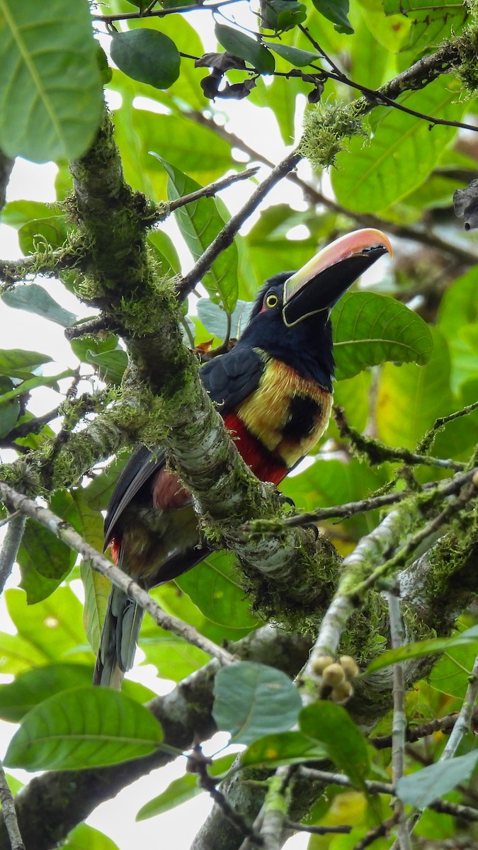 Fiery-billed Aracari - ML638558922