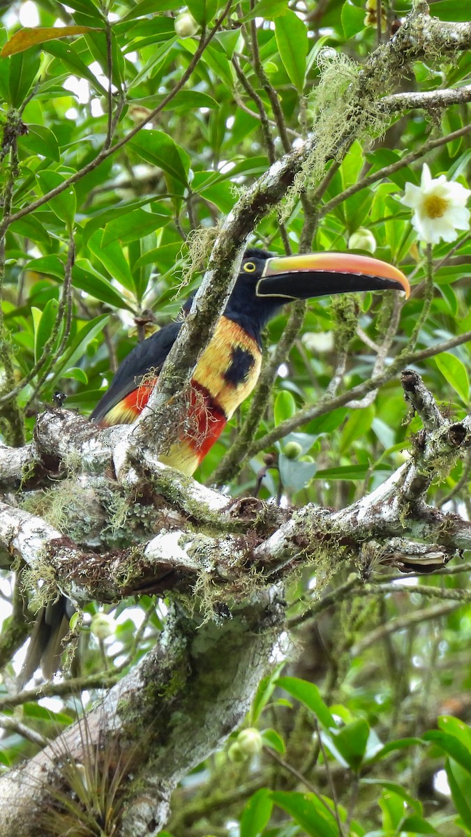Fiery-billed Aracari - ML638558923
