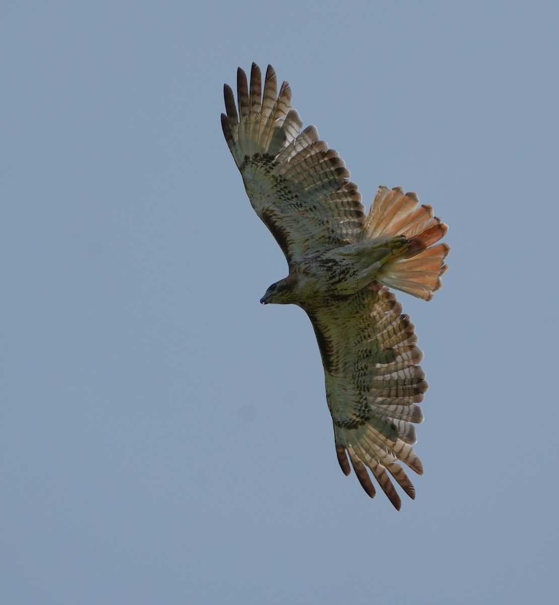 Red-tailed Hawk - ML638558924