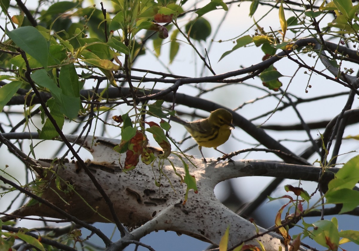 Prairie Warbler - ML638558926