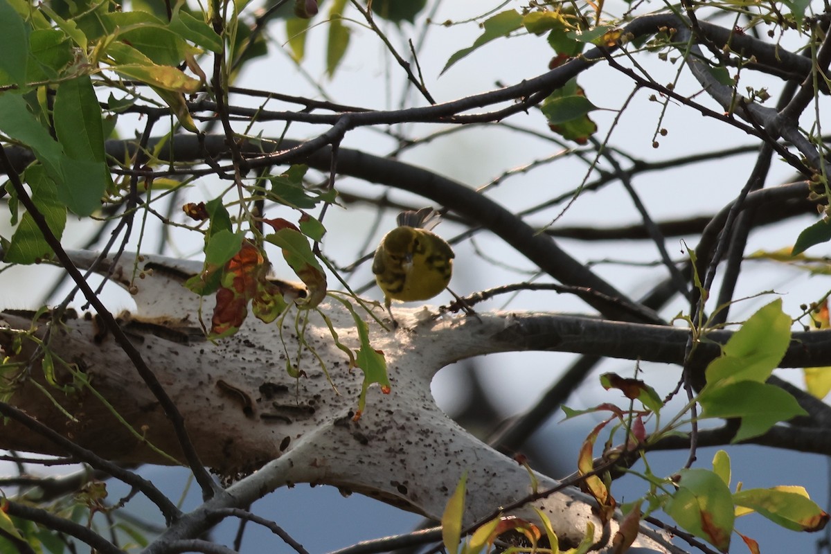 Prairie Warbler - ML638558929