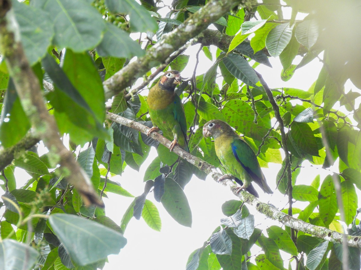アカミミインコ - ML638558938