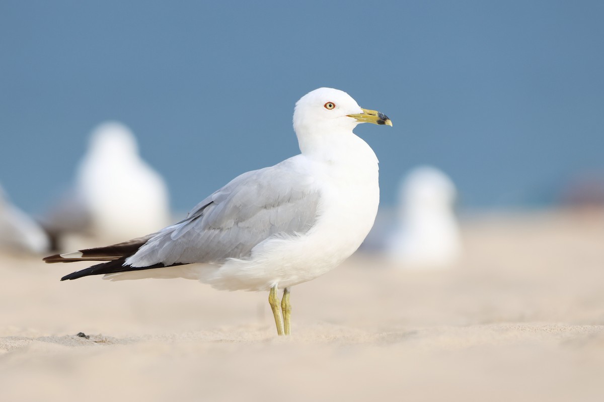 Ring-billed Gull - ML638558939