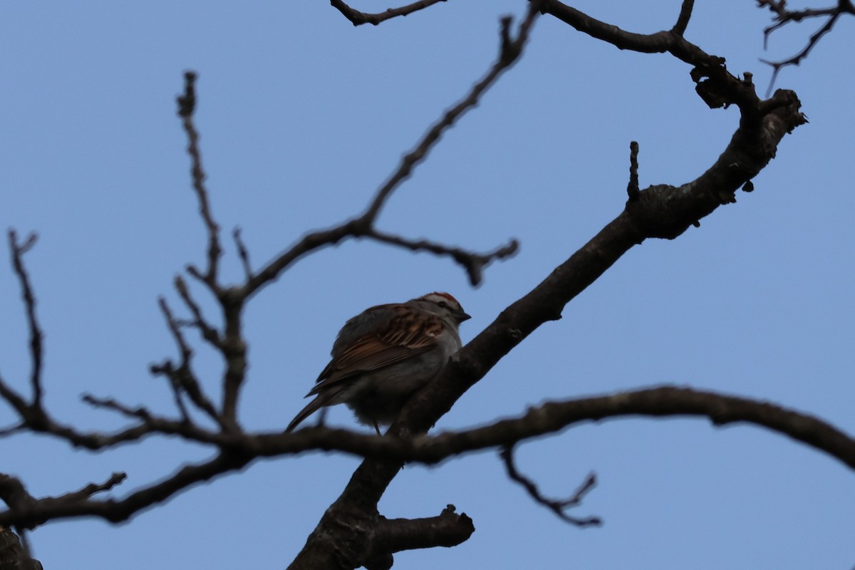 Chipping Sparrow - ML638558944
