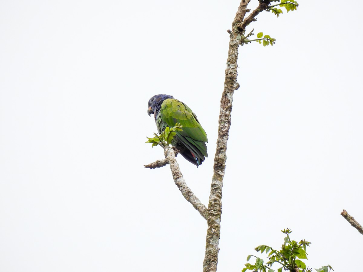 Blue-headed Parrot - ML638558945