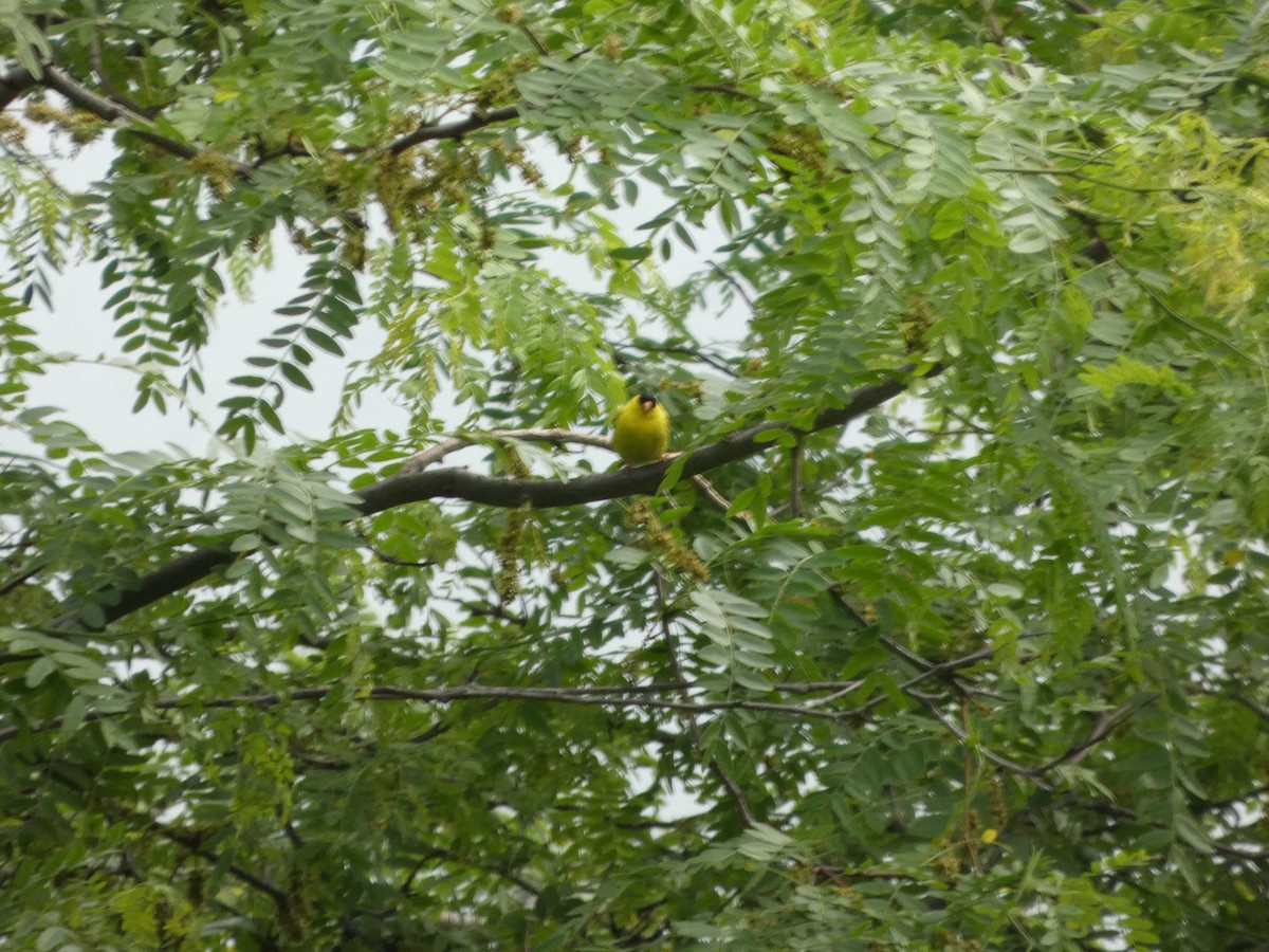 American Goldfinch - ML638558948