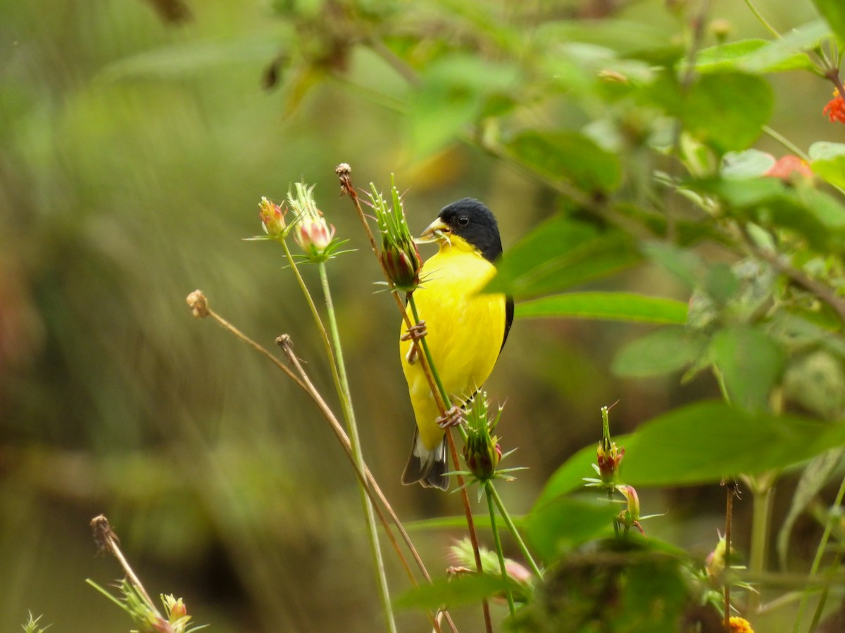 Lesser Goldfinch - ML638558952