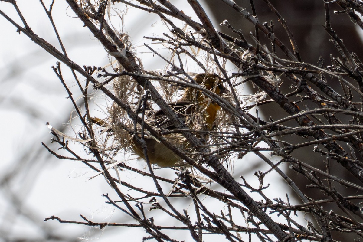 Bullock's Oriole - ML638558957