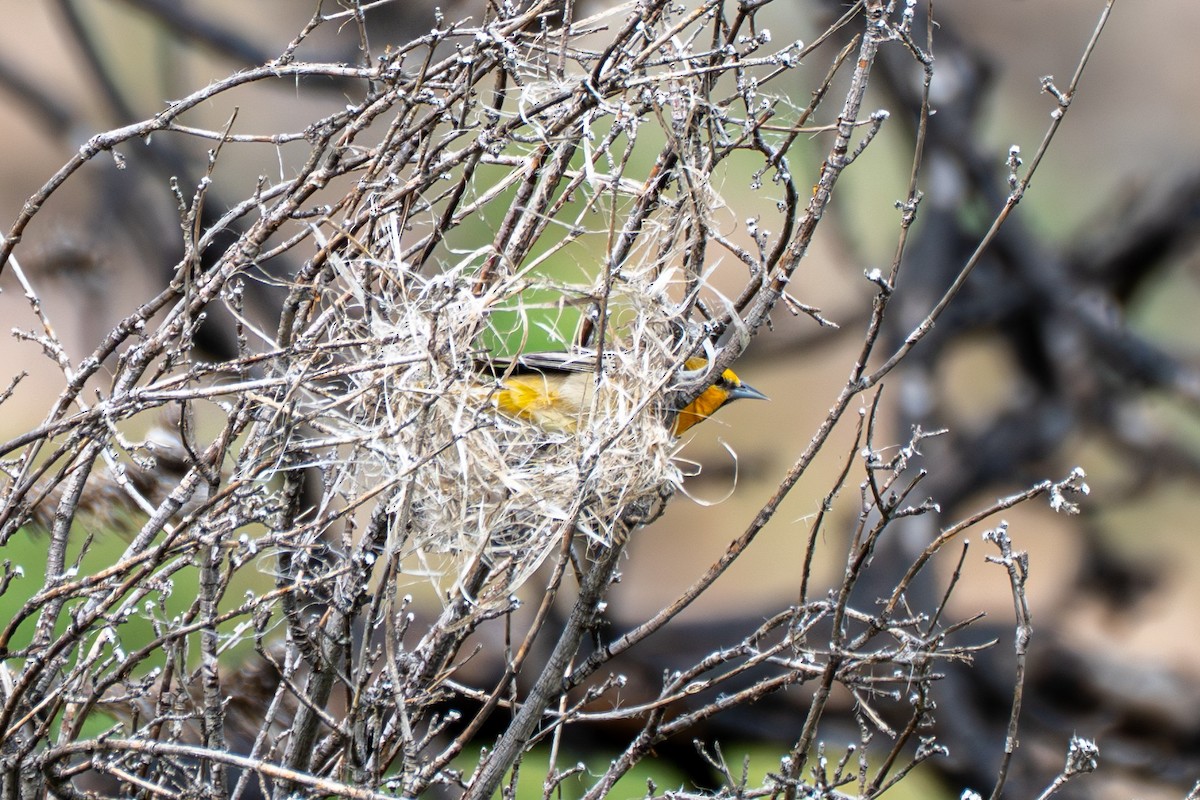 Bullock's Oriole - ML638558958