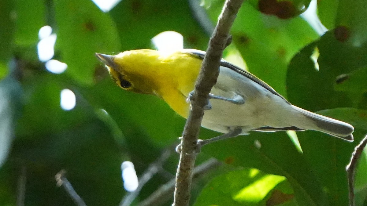 Yellow-throated Vireo - ML638558966