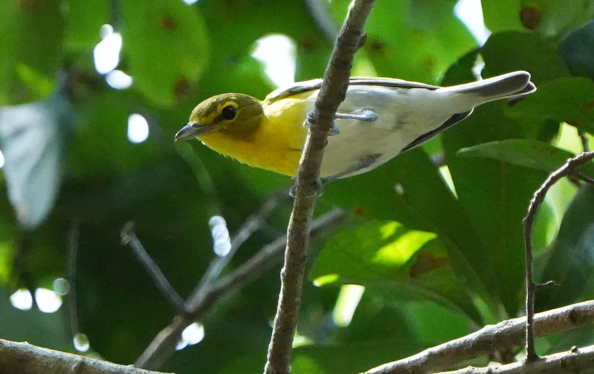 Yellow-throated Vireo - ML638558991