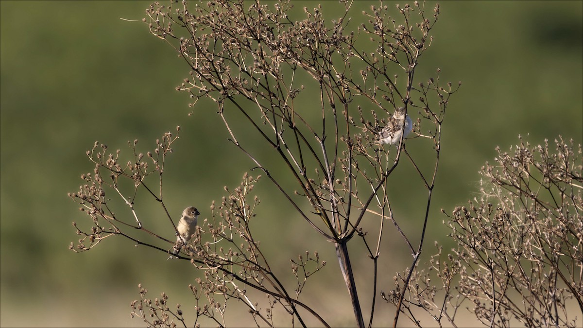 Pearly-bellied Seedeater - ML638559002