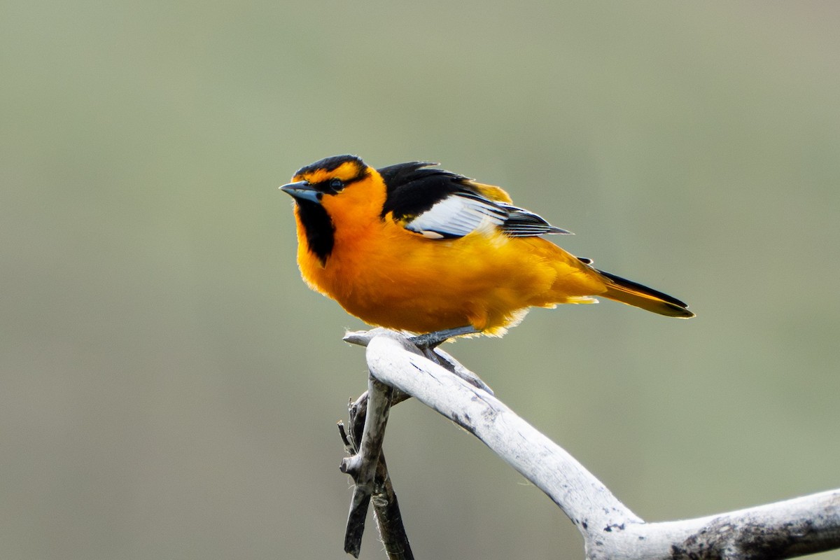 Bullock's Oriole - ML638559003