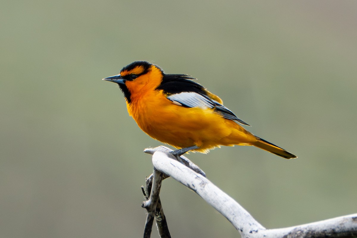 Bullock's Oriole - ML638559004
