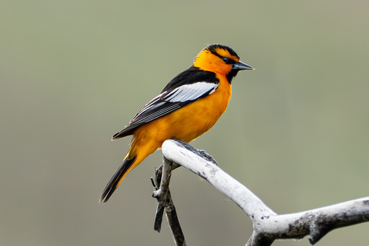 Bullock's Oriole - ML638559005