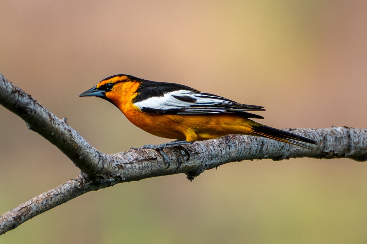 Bullock's Oriole - ML638559030