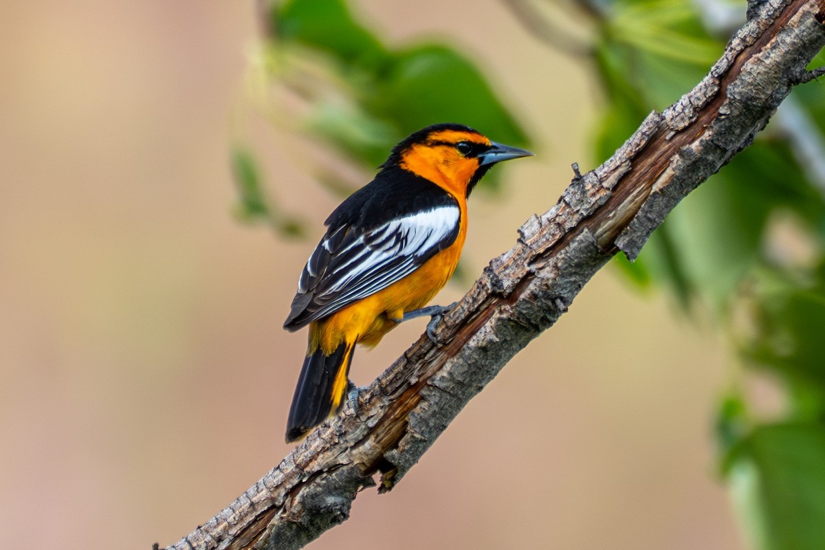 Bullock's Oriole - ML638559031