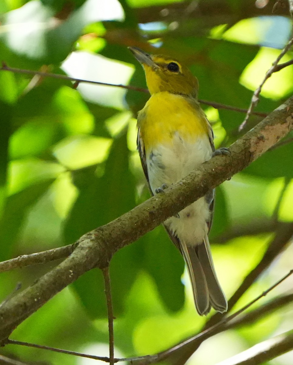 Yellow-throated Vireo - ML638559032