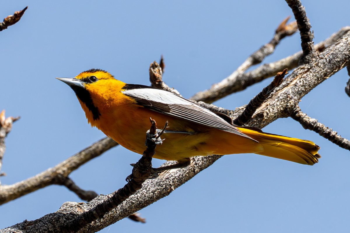 Bullock's Oriole - ML638559039
