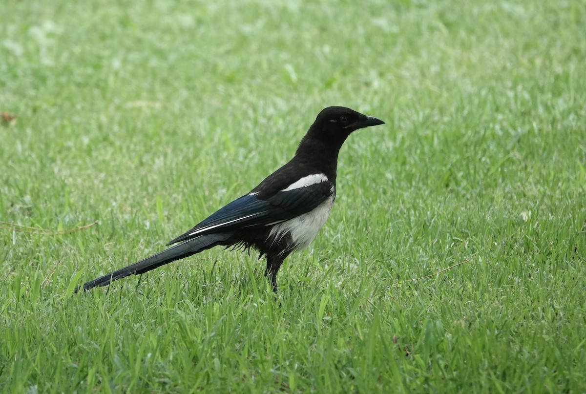 Oriental Magpie - ML638559042