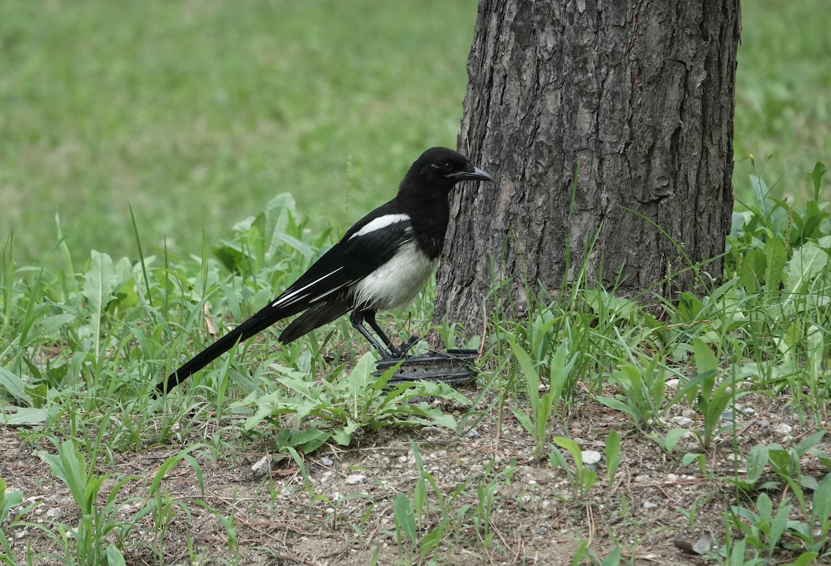 Oriental Magpie - ML638559043