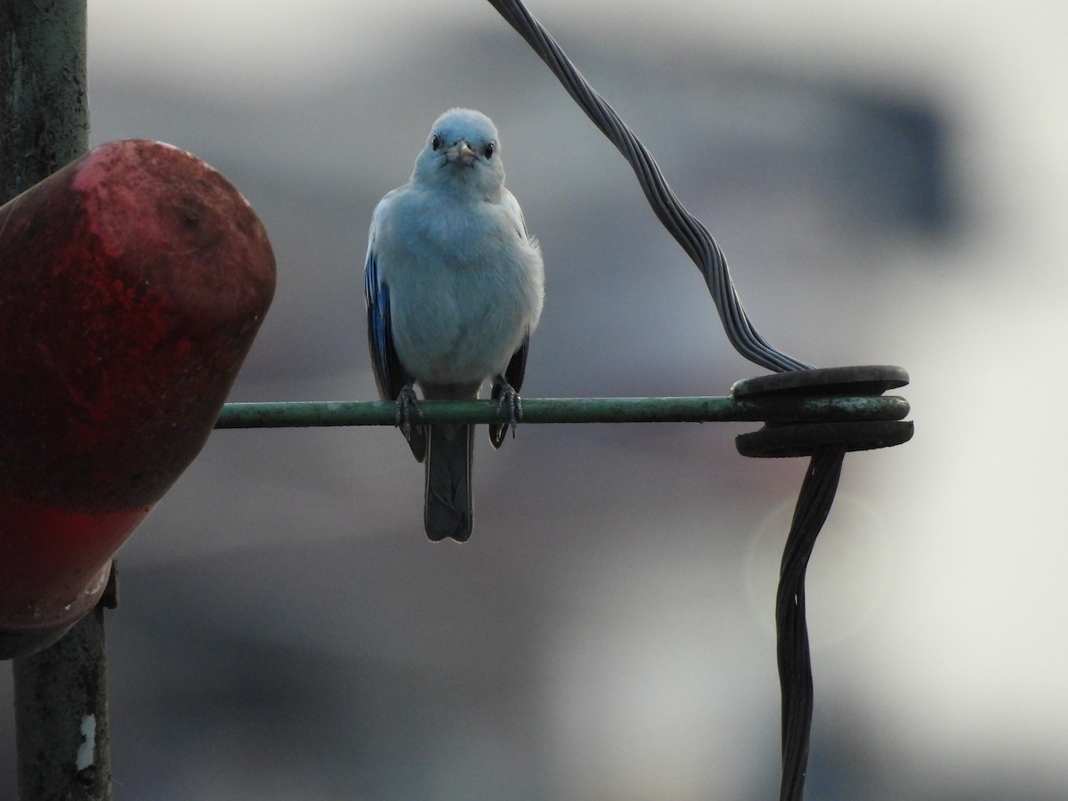 Blue-gray Tanager - ML638559054