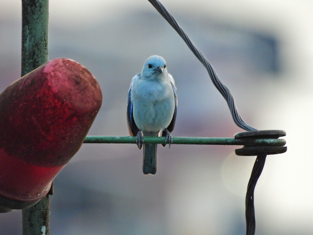 Blue-gray Tanager - ML638559055