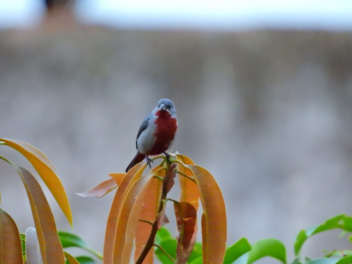 Chestnut-bellied Seedeater - ML638559065