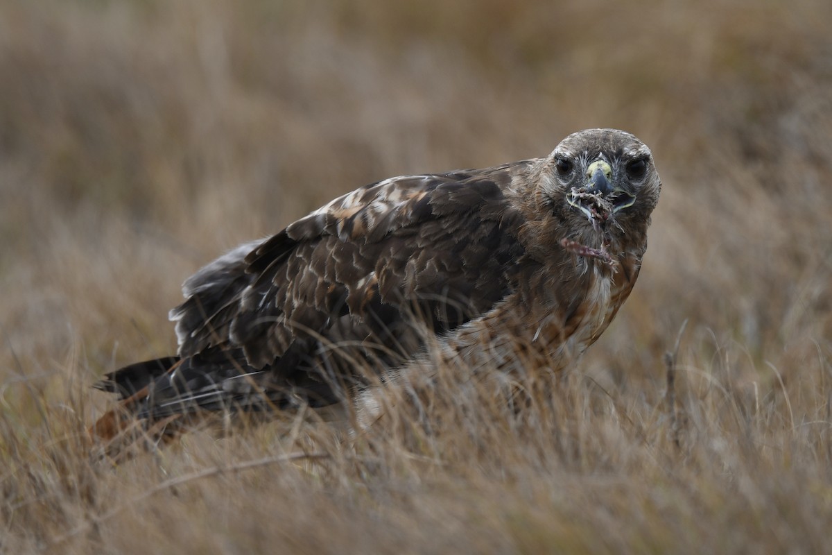 Red-tailed Hawk - ML638559072