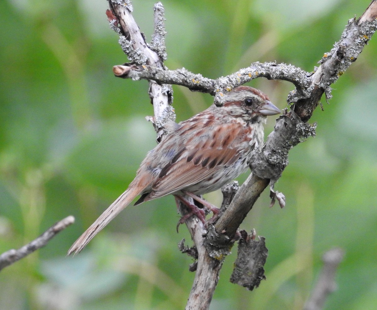 Song Sparrow - ML638559078