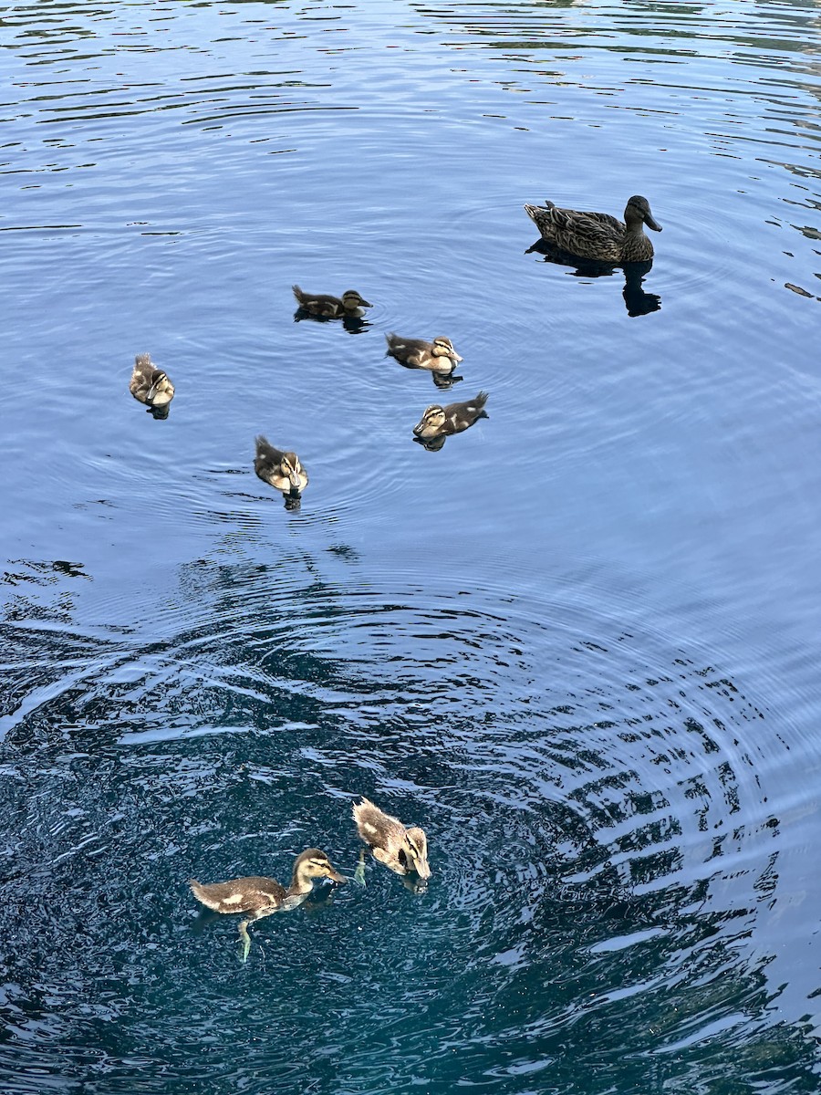 Mallard - ML638559080