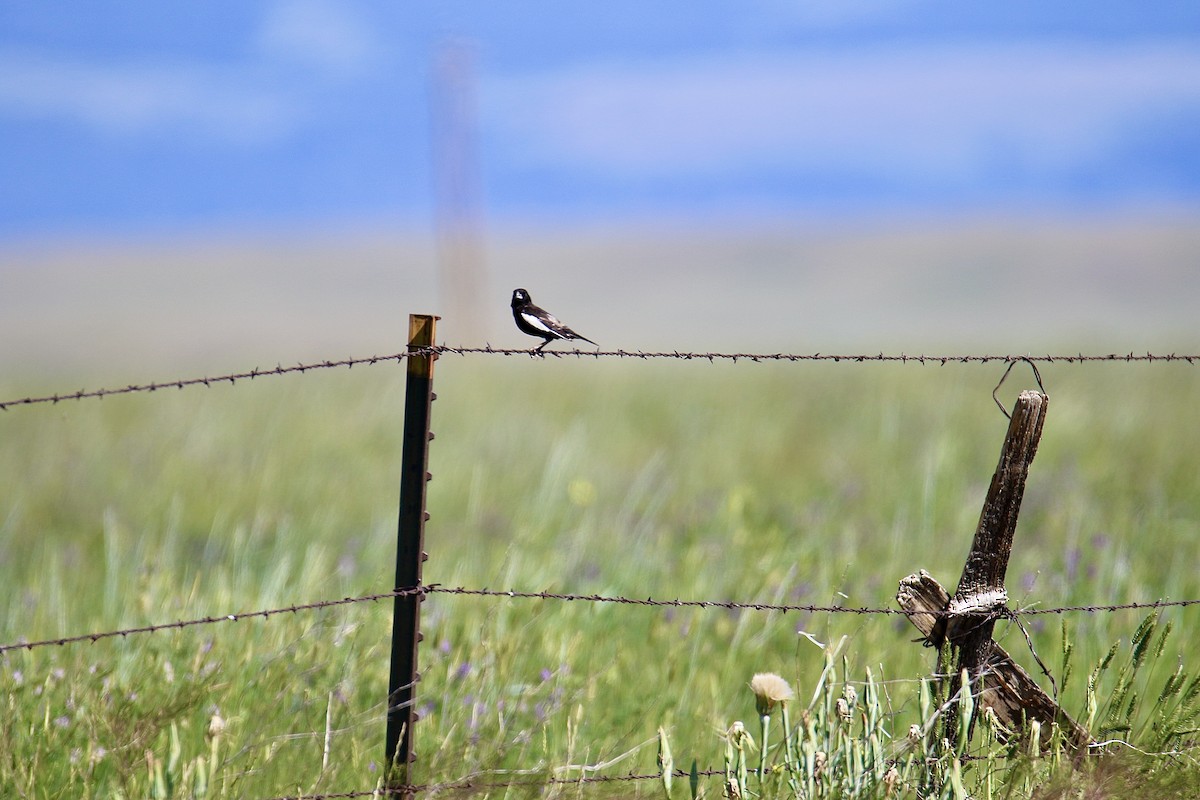 Lark Bunting - ML638559100