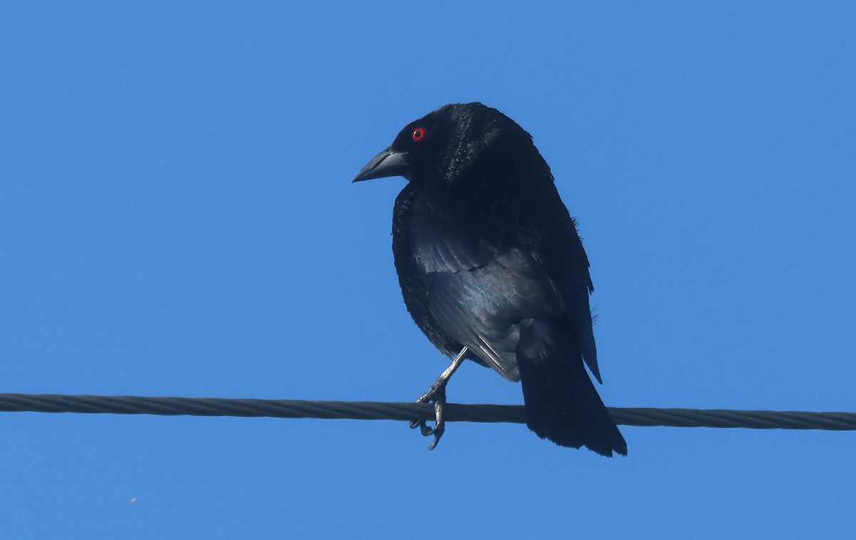Bronzed Cowbird (Bronzed) - ML638559103