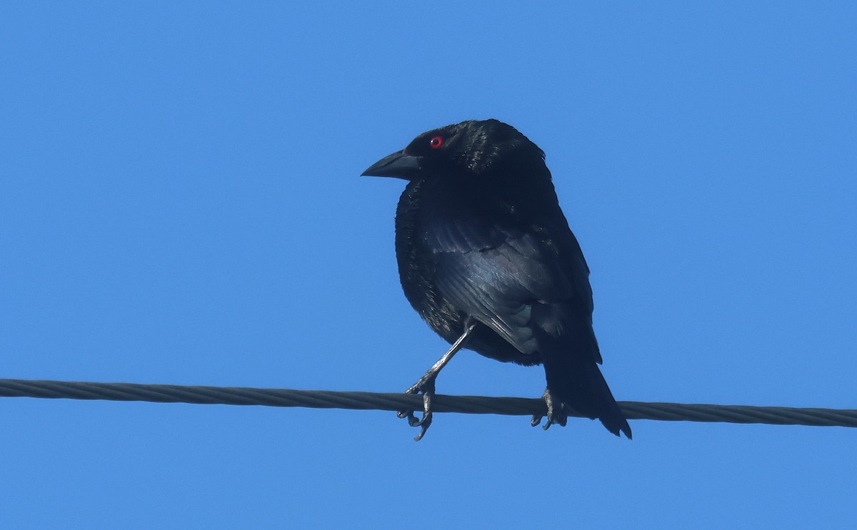 Bronzed Cowbird (Bronzed) - ML638559104