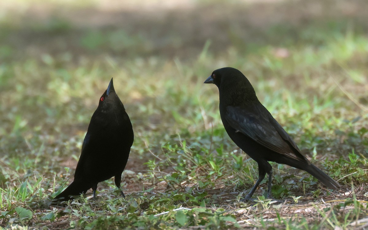 Bronzed Cowbird (Bronzed) - ML638559105