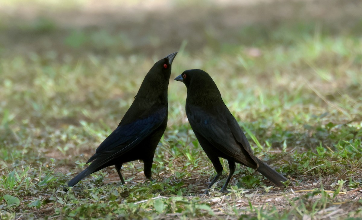 Bronzed Cowbird (Bronzed) - ML638559106