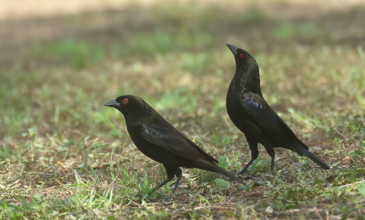 Bronzed Cowbird (Bronzed) - ML638559107